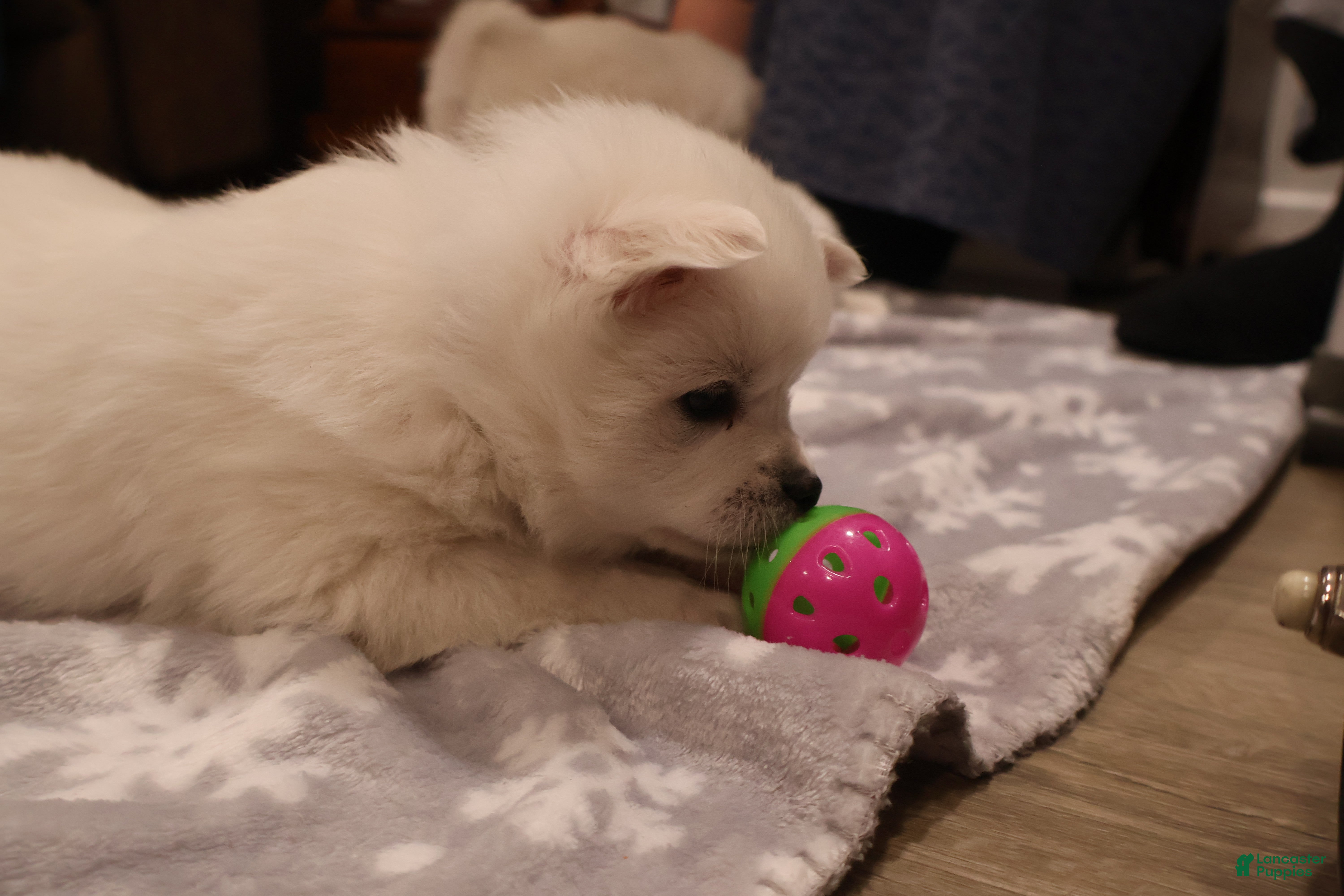 American Eskimo dogs Dimples - Ad 26