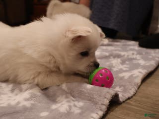 American Eskimo dogs Dimples - Ad 24