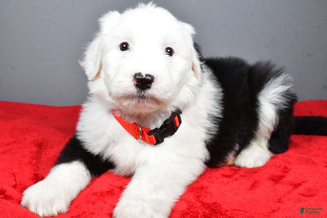 Old English Sheepdog dogs for sale: Ellie - Ad 3