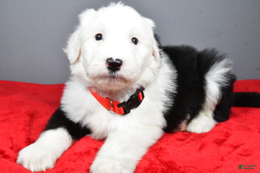 Old English Sheepdog dogs for sale: Ellie - Ad 3