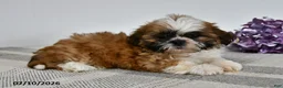Shih Tzu dogs for sale: Colton - Ad 3