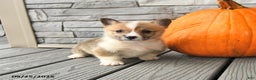 Welsh Corgi Pembroke dogs for sale: Cinnamon - Ad 2