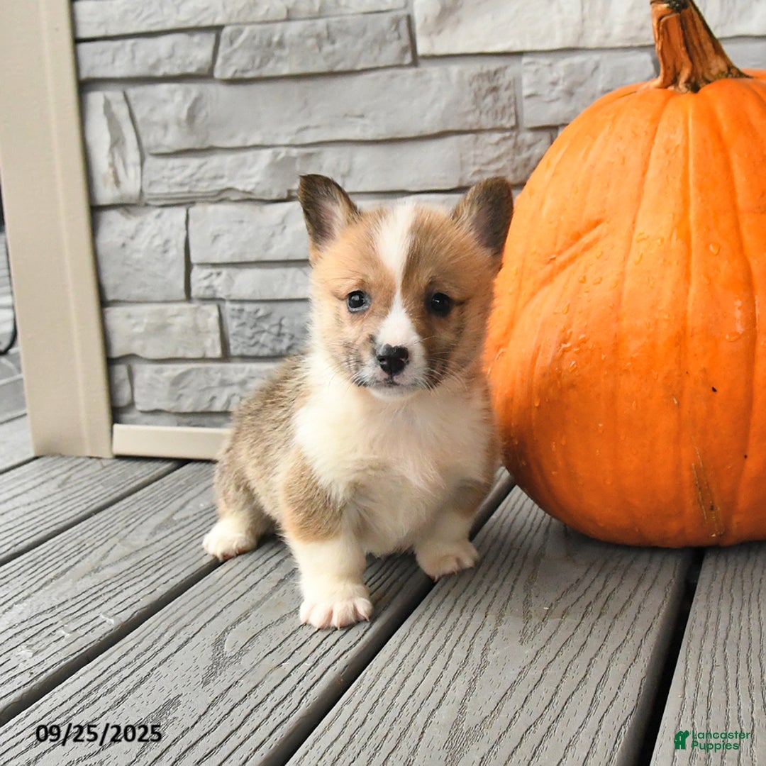 Welsh Corgi Pembroke dogs for sale: Cinnamon - Ad 2