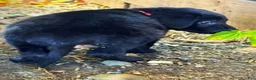 Labrador Retriever dogs for sale: Labrador Retriever 1 - Ad 6