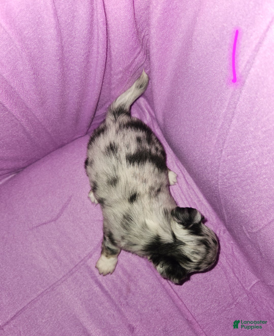 Chihuahua dogs for sale: Female 1- Black merle  - Ad 4