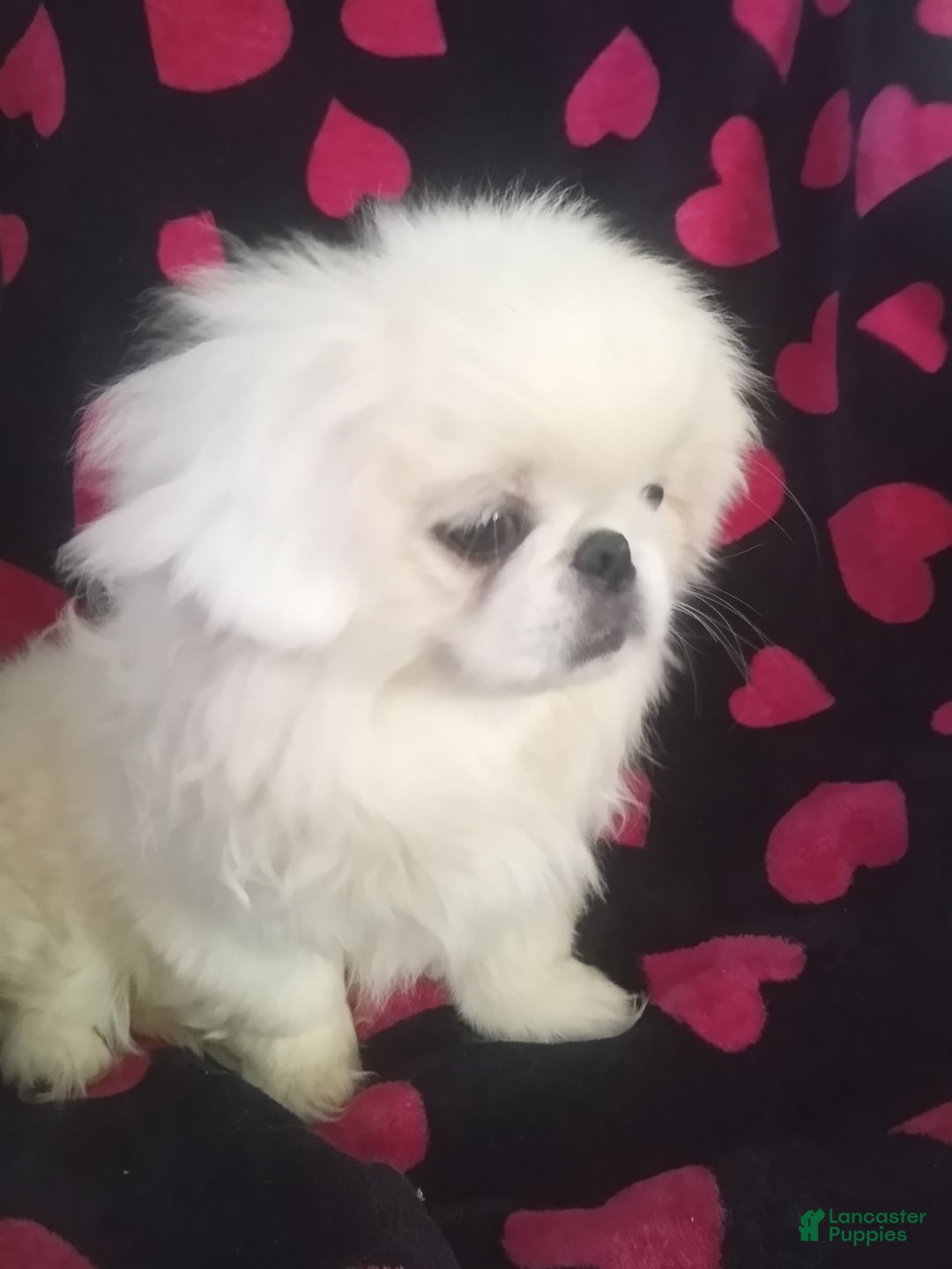 Pekingese dogs for sale: Wonder - Ad 6