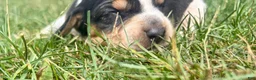 Beagle dogs for sale: Miss violet - Ad 4