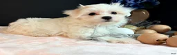 Maltese dogs for sale: Maltese 3 - Ad 4