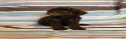 Mixed Breed dogs for sale: Chocolate Phantom Male - Ad 7