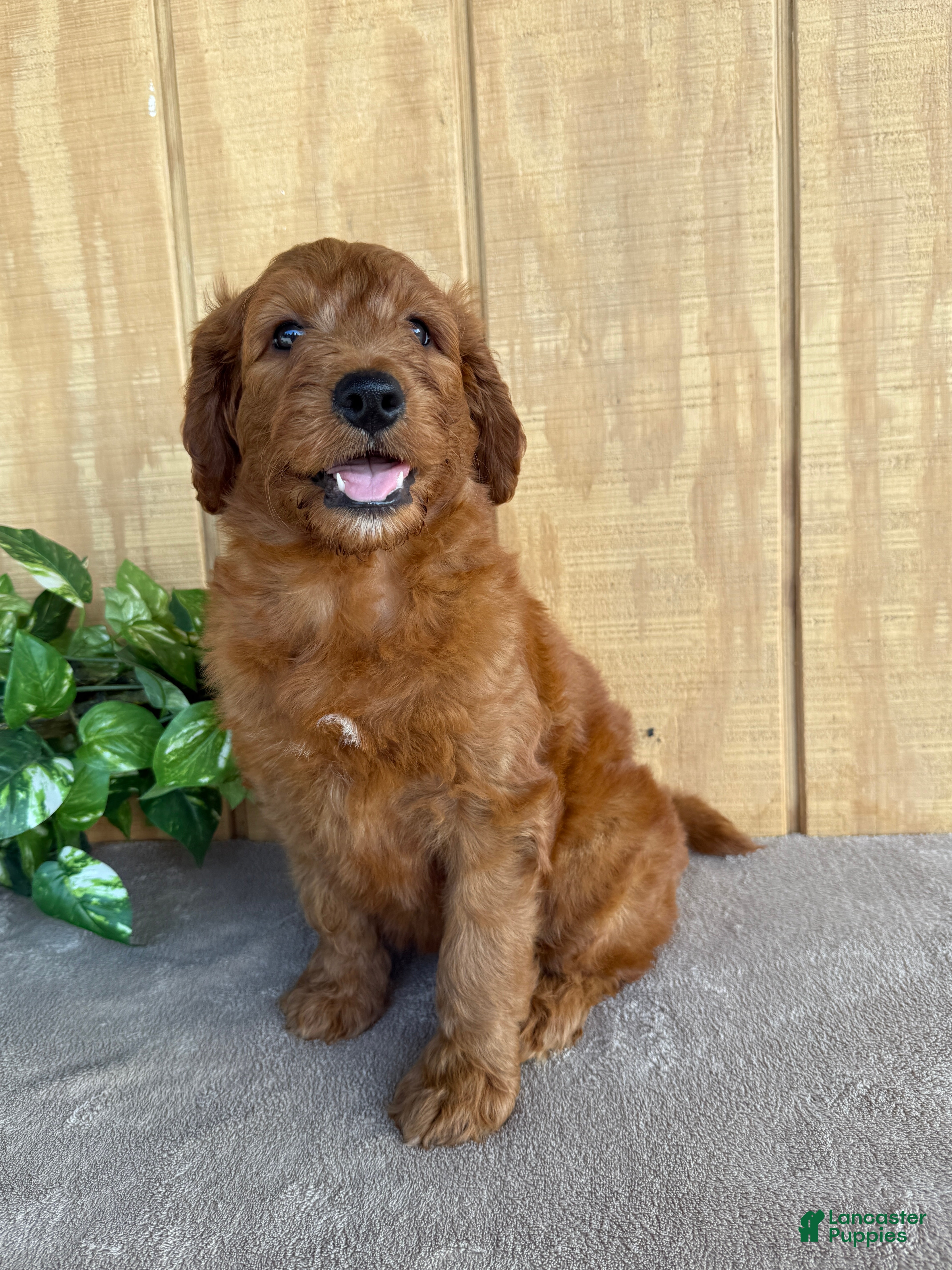 Goldendoodle dogs Goldie - Ad 2
