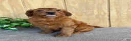 Goldendoodle dogs for sale: Goldie - Ad 11