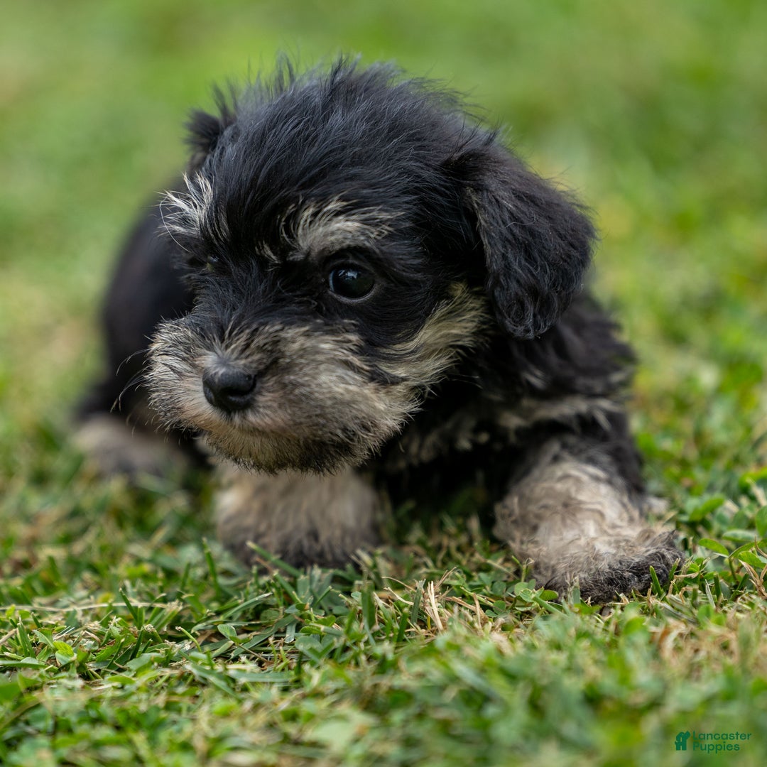 Miniature Schnauzer dogs for sale: Storm - Ad 5