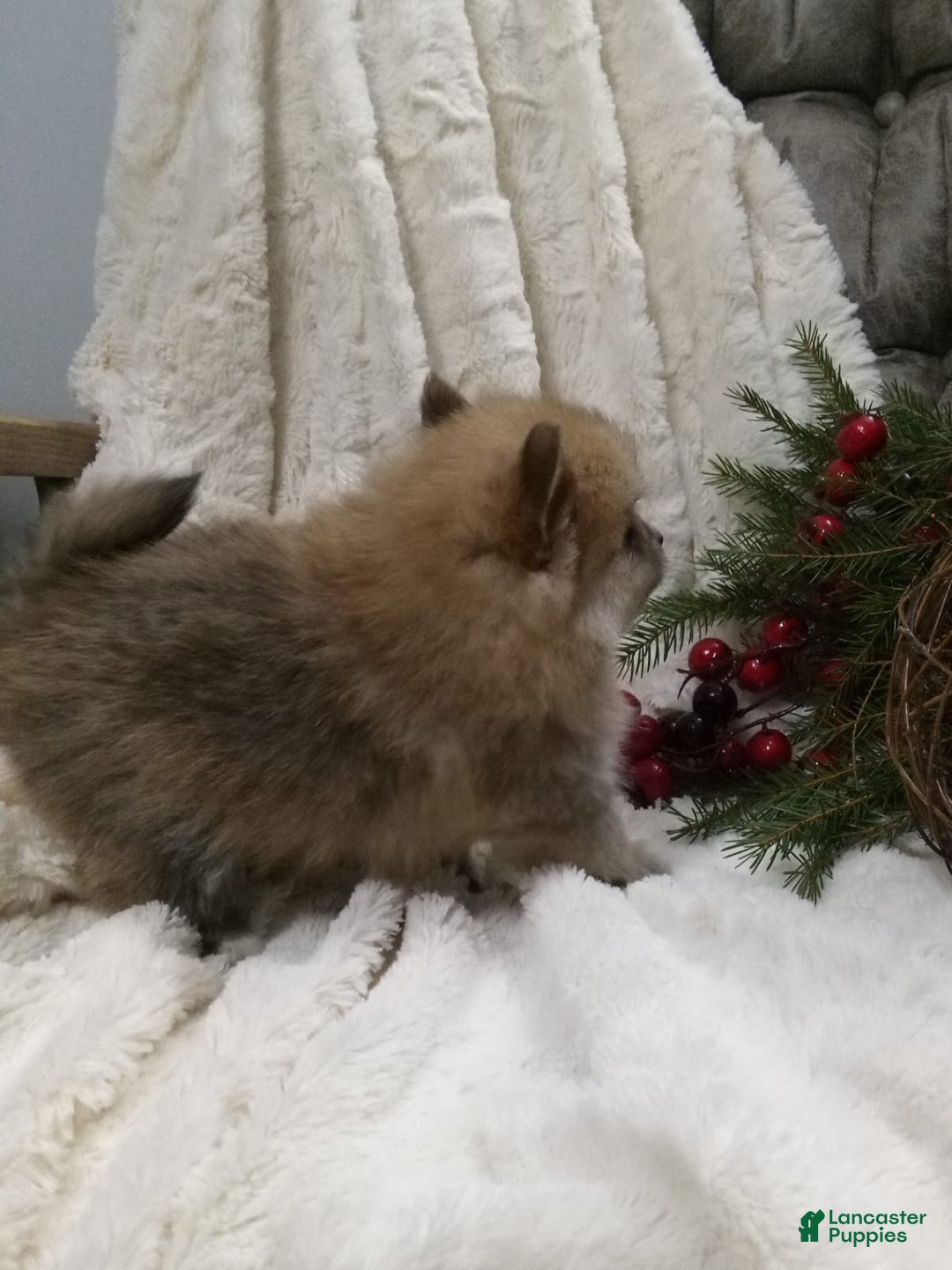 Pomeranian dogs for sale: Charlie  - Ad 6