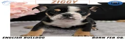 English Bulldog dogs for sale: Ziggy - Ad 1