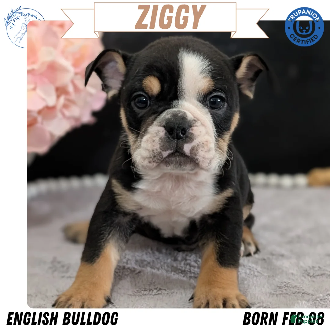English Bulldog dogs for sale: Ziggy - Ad 1