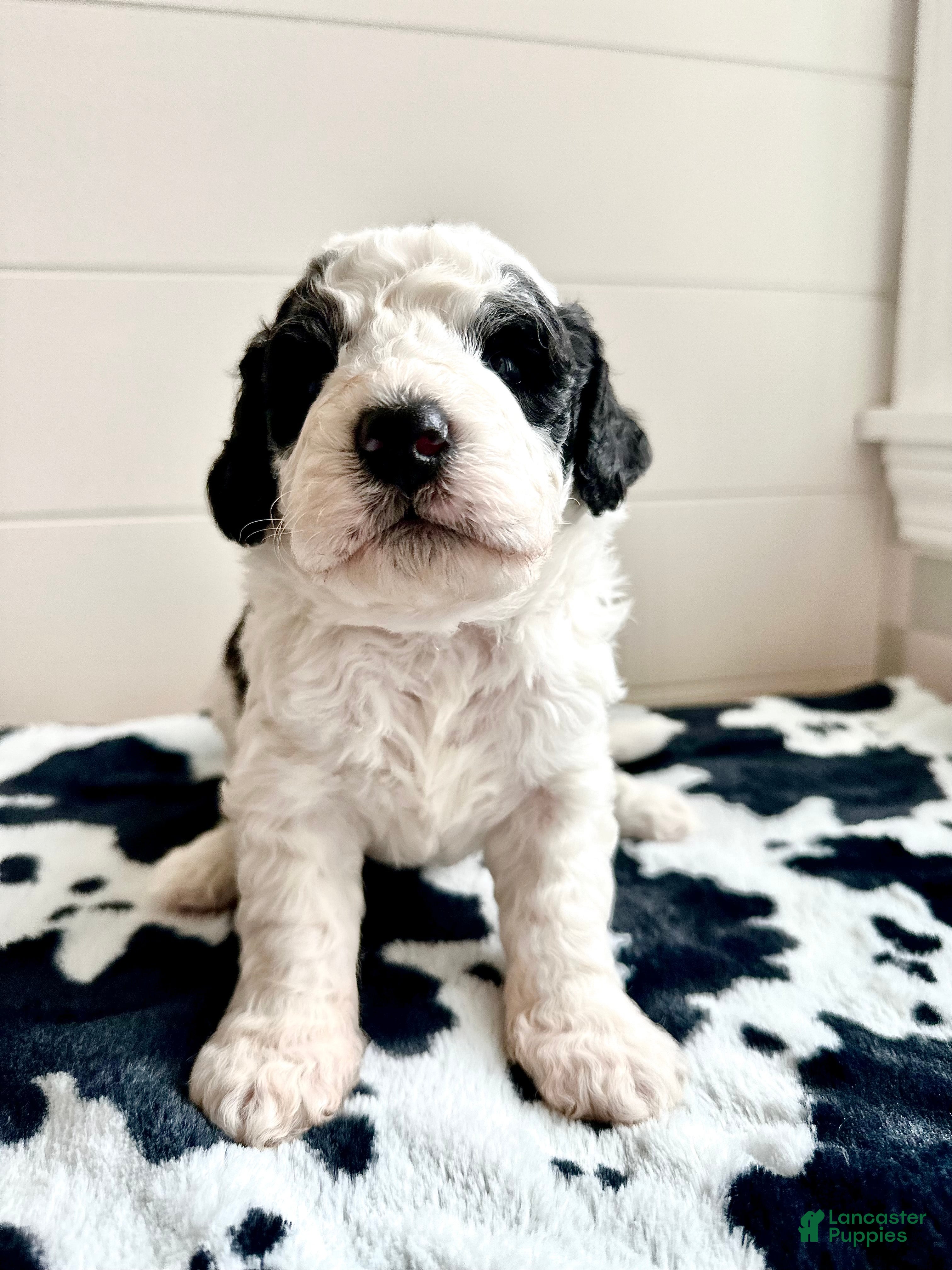 Bernedoodle dogs Ducky - Ad 2