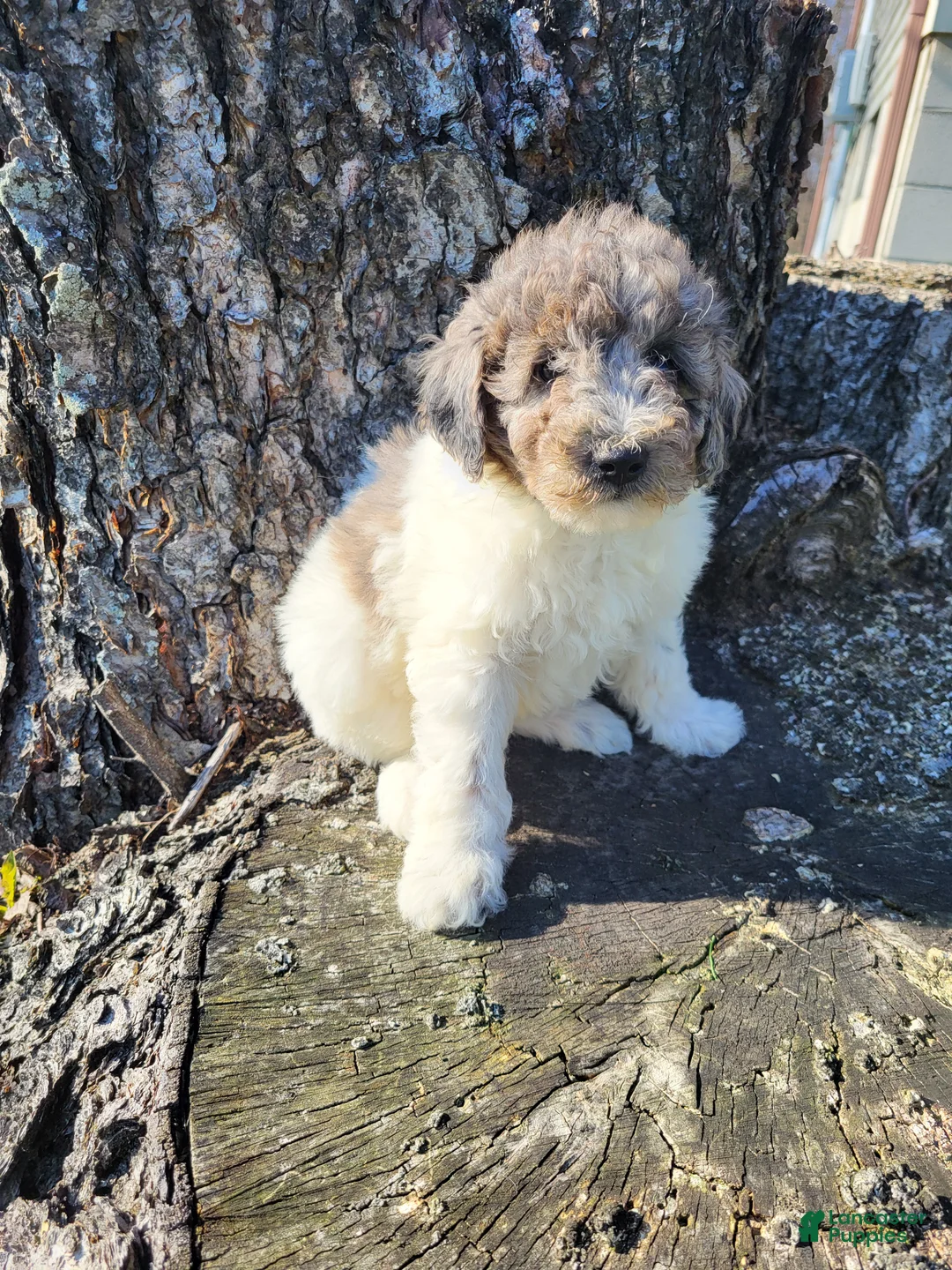 Miniature Poodle dogs for sale: Penny  - Ad 1
