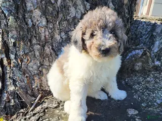 Miniature Poodle dogs for sale: Penny - Ad 3