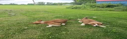 Mixed Breed dogs for sale: Marley - Ad 48