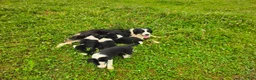 Border Collie dogs for sale: Jake - Ad 7