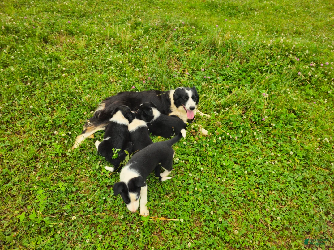 Border Collie dogs for sale: Jake - Ad 7