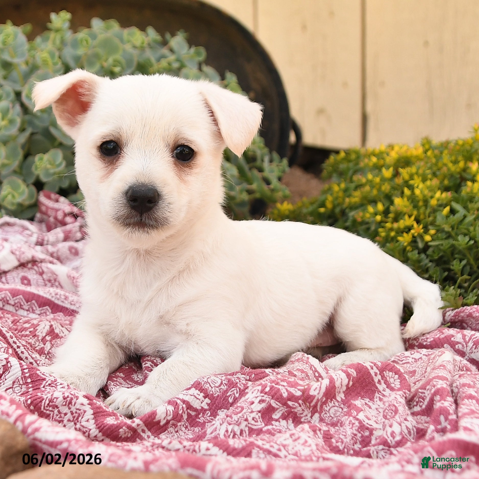 Westiepoo dogs for sale: Ryan - Ad 3
