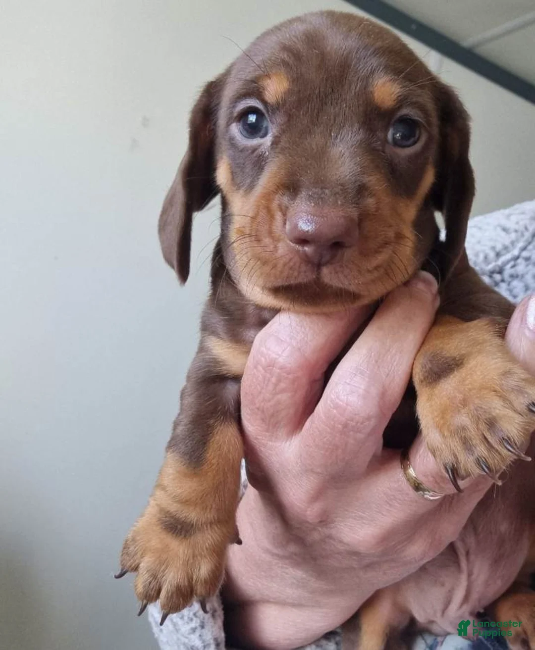 Miniature Dachshund dogs for sale: Miniature Dachshund 4 - Ad 1
