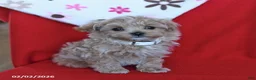 Maltipoo dogs for sale: Theo - Ad 4