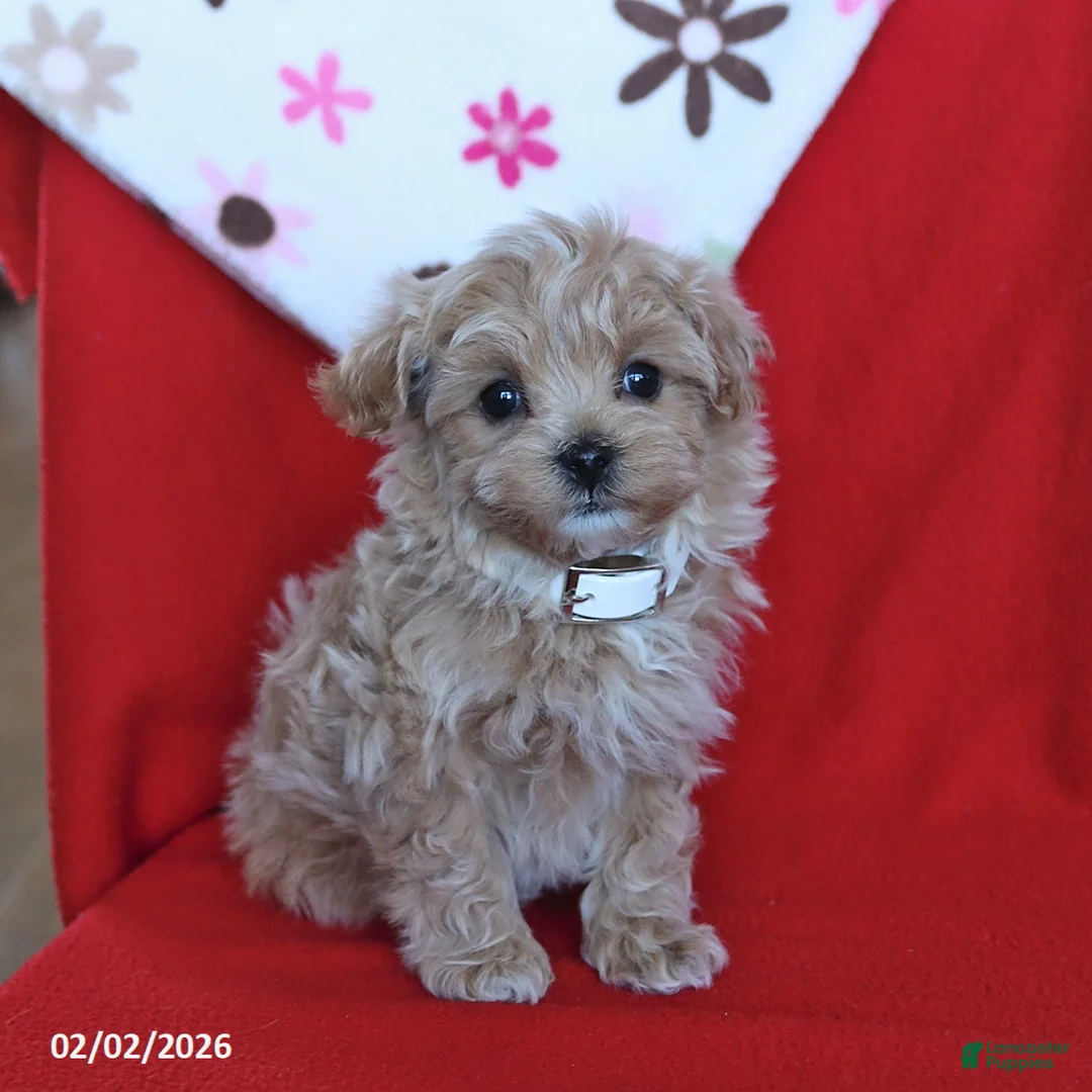 Maltipoo dogs for sale: Theo - Ad 4