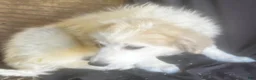 Great Pyrenees dogs for sale: Daisy - Ad 2