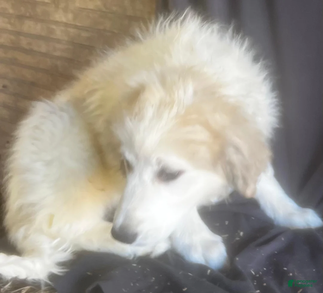Great Pyrenees dogs for sale: Daisy - Ad 2