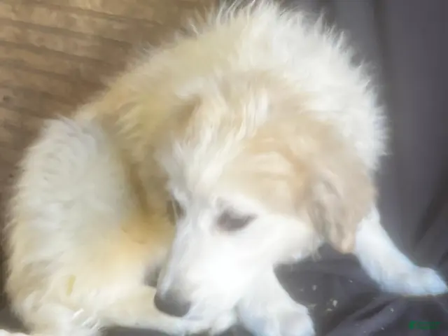 Great Pyrenees dogs for sale: Daisy - Ad 2