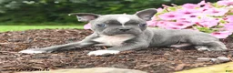 Boston Terrier dogs for sale: Duke - Ad 4