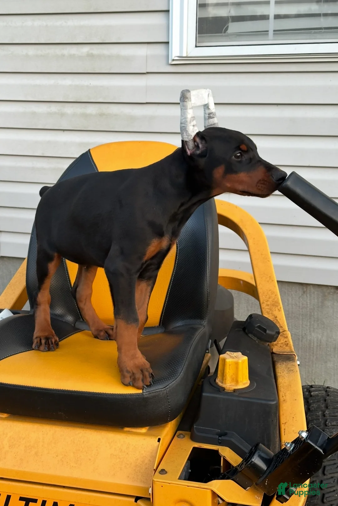 Doberman Pinscher dogs for sale: Doberman Pinscher Puppy 4 - Ad 1