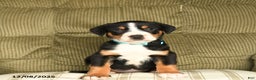 Greater Swiss Mountain Dog dogs for sale: Rusty - Ad 3