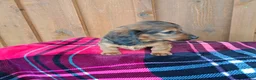 Dachshund dogs for sale: HEIDI - Ad 7