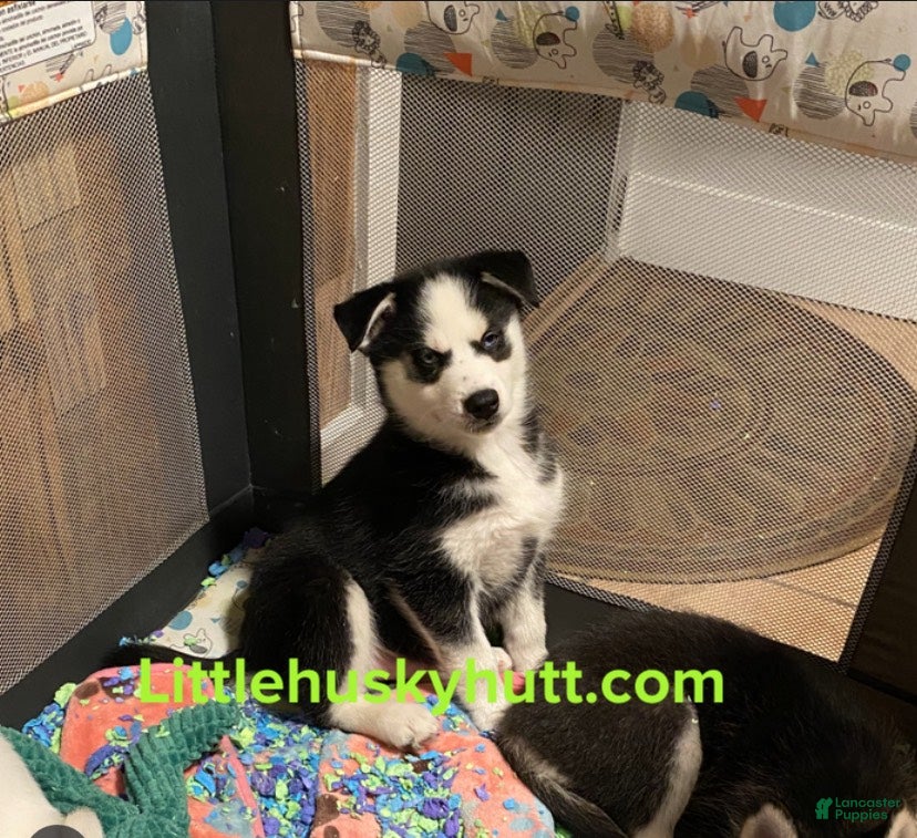 Pomsky dogs Snickers - Ad 3