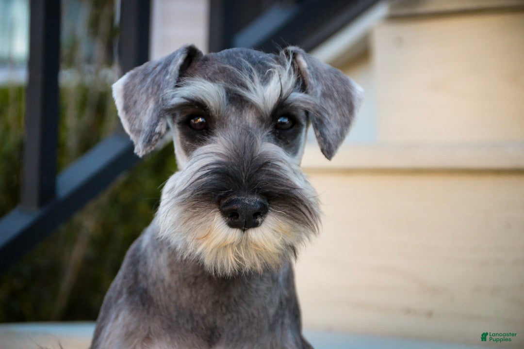 Miniature Schnauzer dogs Qeleigh Miniature Schnauzer (crate and leash Trained) - Ad 2
