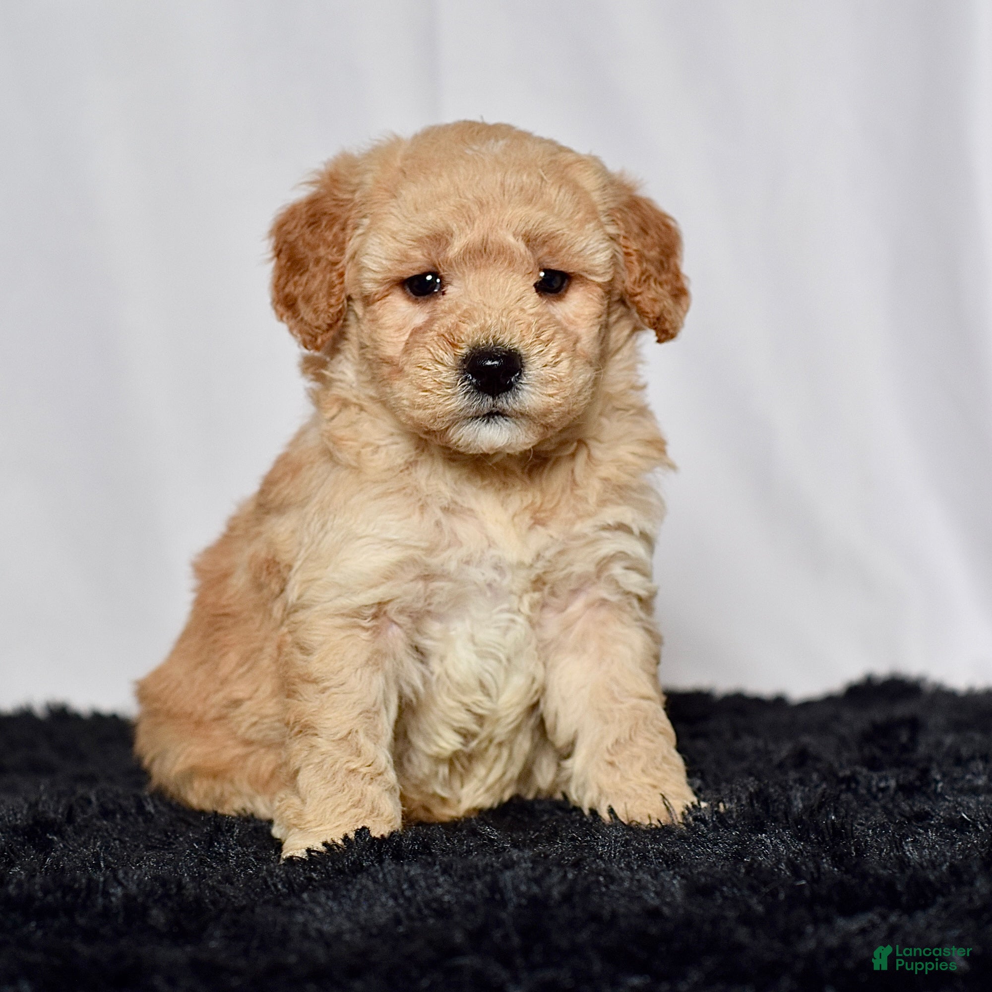 Mini Goldendoodle dogs for sale: Mr. Kane - Ad 1