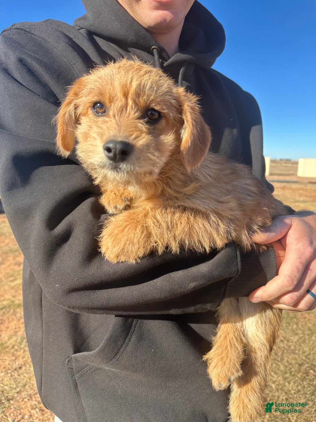 Corgipoo dogs for sale: Corgipoo Puppy 1 - Ad 3