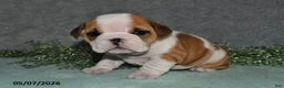 English Bulldog dogs for sale: Jesenia - Ad 3