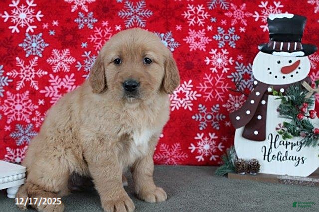 Golden Retriever dogs Beauty - Ad 33