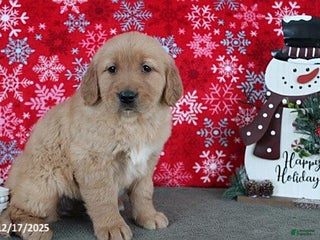 Golden Retriever dogs Beauty - Ad 37