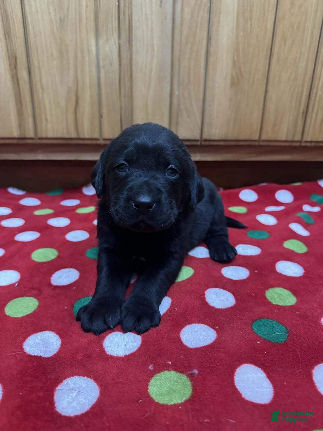 Labrador Retriever dogs for sale: Forest - Ad 4