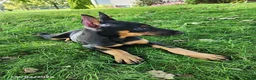 Doberman Pinscher dogs for sale: Kenzie - Ad 6