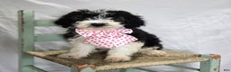 Mini Sheepadoodle dogs for sale: Jingle - Ad 3