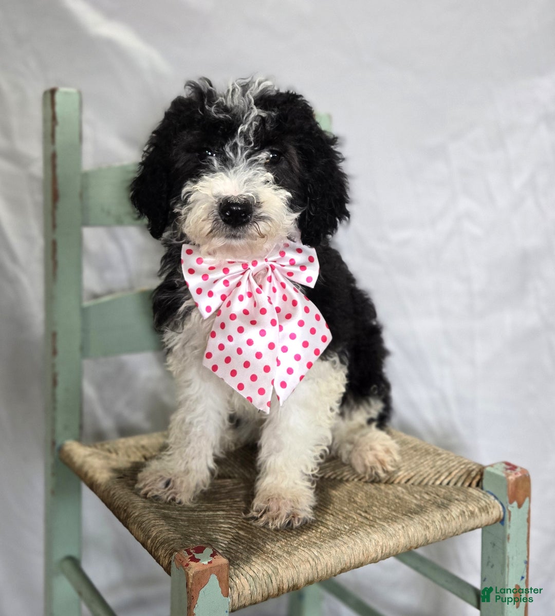 Mini Sheepadoodle dogs for sale: Jingle - Ad 3