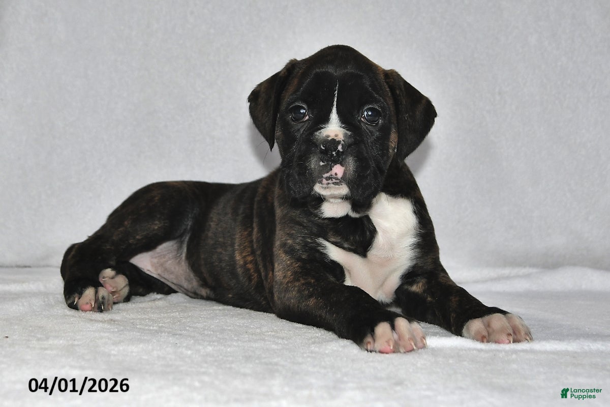 Boxer dogs Savannah - Ad 2