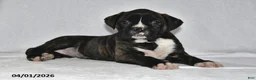 Boxer dogs for sale: Savannah - Ad 2