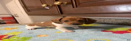 Miniature Dachshund dogs for sale: Ayaan  - Ad 4